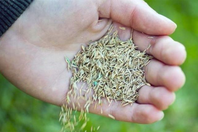 Menjadi Pribadi Diskresif – Penabur Benih Baik atau Jahat